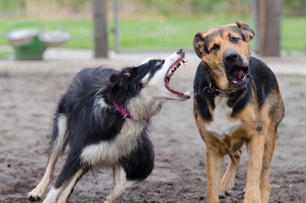 Einfluss von Histamin auf das Verhalten eines Hundes