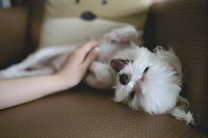 Symptome eines Gehirntumors beim Hund
