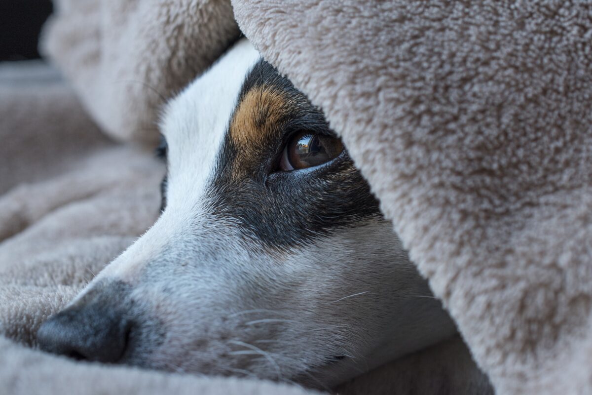 Wissenswerten zu Krankheiten des Hundes