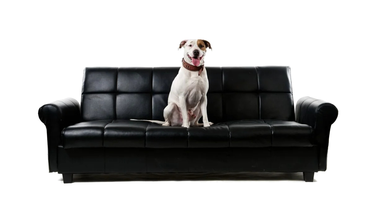 Therapieansätze in der alternativen Hundegesundheit