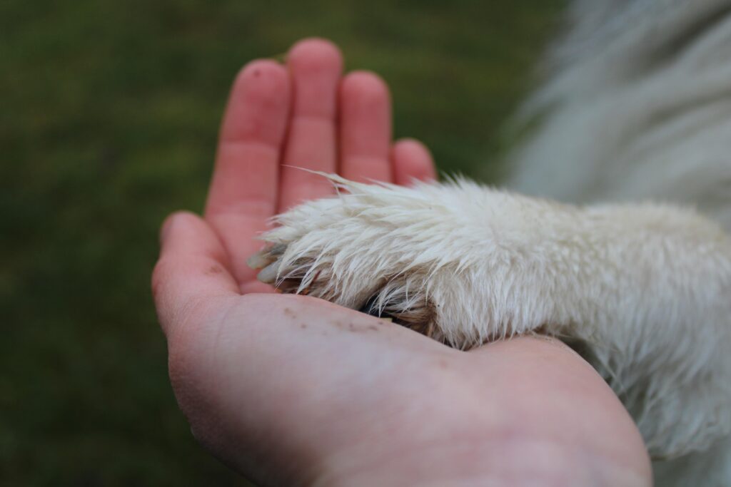 Kraniopharyngeom beim Hund