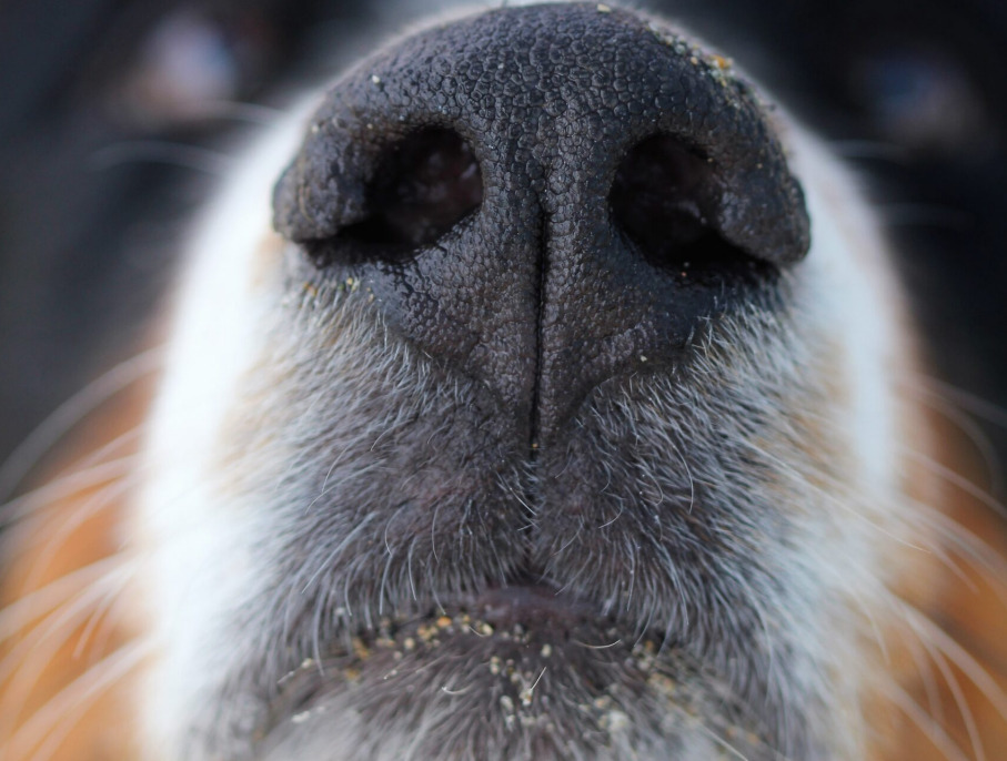 Duftstoffe in Weichspülern für die Nase des Hundes schädlich