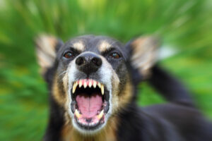 Die Wesensveränderung eines Hundes durch Impfschäden
