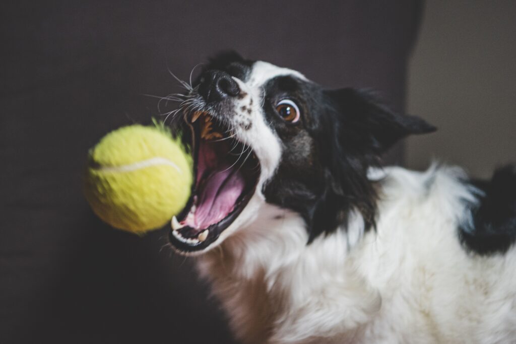 Die Folgen falscher Hundespiele