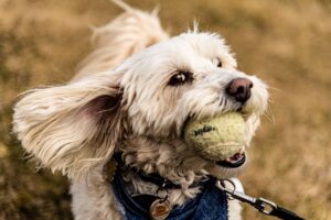 Jagen nach dem Ball kann gesundheitliche und psychische Folgen haben