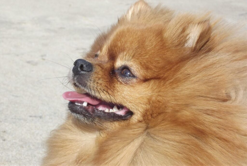 Trachealkollaps beim Hund