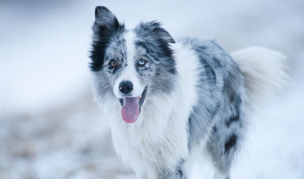 silbergraue Grundfarbe des Hundes mit dunklen Flecken