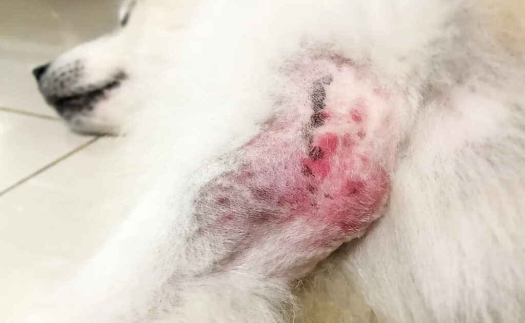 Dermatitis beim Hund