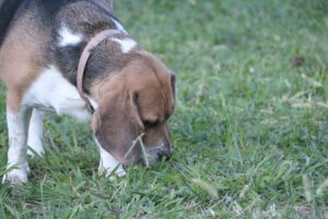Das faszinierende Riechorgan des Hundes