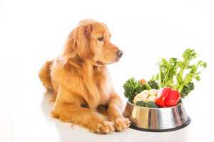 Ein Hund braucht auch Gemüse, nicht nur Fleisch