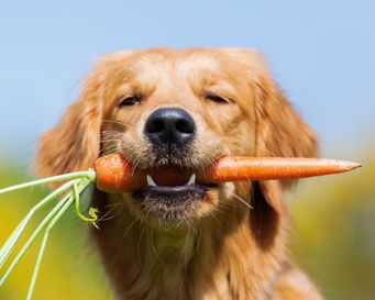 Übersäuerung durch zu viel Fleisch für den Hund