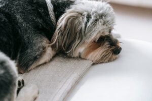Hunde lange alleine lassen hat tiefe Folgen