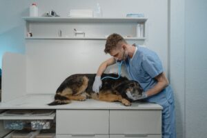 Diagnose Niereninsuffizienz beim Hund
