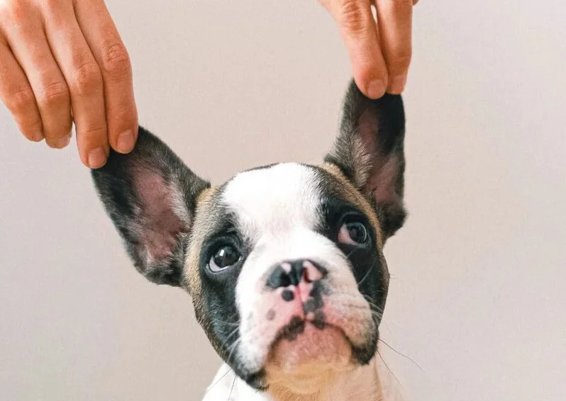 Alternative Behandlungsmethode beim Hund