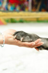 Hund gewinnt Vertrauen