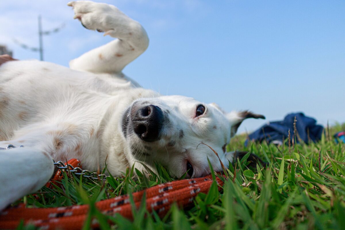 Tipps für den Alltag, dass der Hund gesund bleibt
