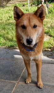 Jindo: Loyalität bis in den Tod