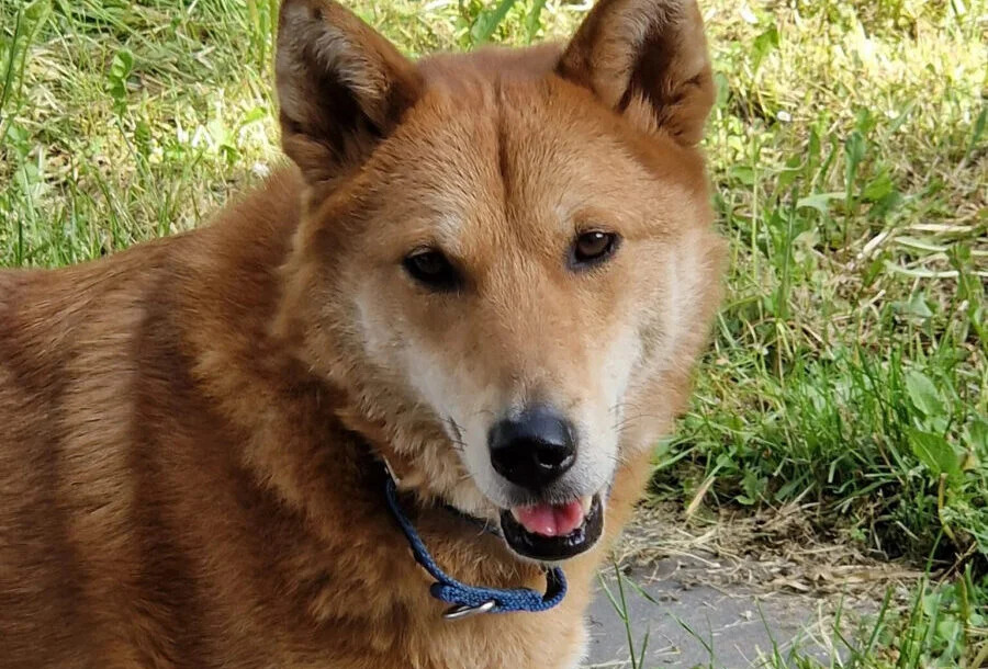 Der Schatz von der Insel Jindo