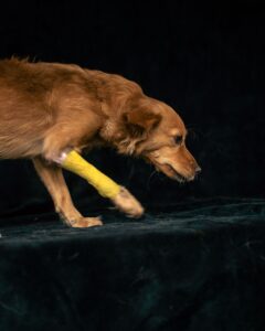 Ursachen Knochenkrebs beim Hund