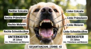 Ein hochspezialisiertes Werkzeug und seine Schwachstellen